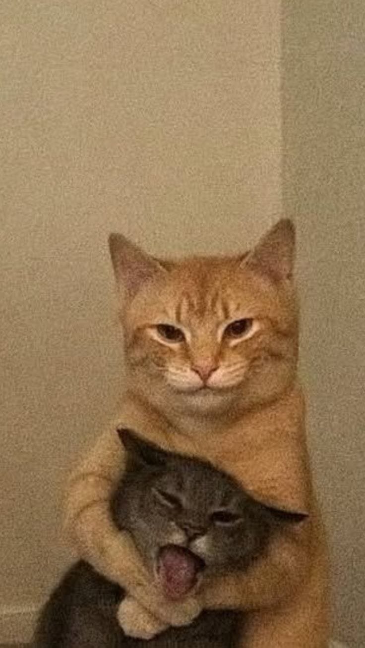 ratacos601@dolofan.com